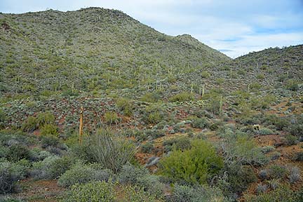 Cave Creek Regional Park, January 26, 2015